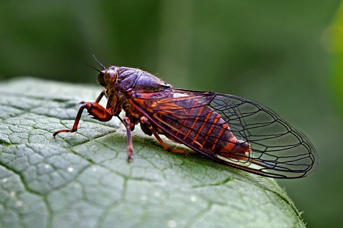 Морфологически близкие виды