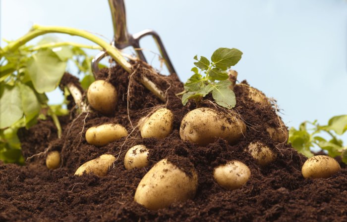 Лучшие гербициды для картофеля: рейтинг и описание товаров
