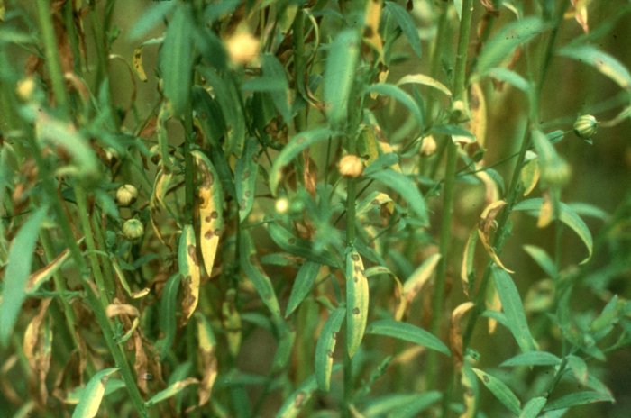 Антракноз льна