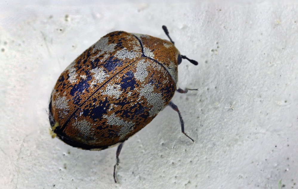 Морфологические признаки