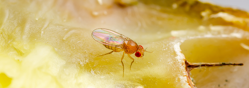 Вредоносность Вредоносность