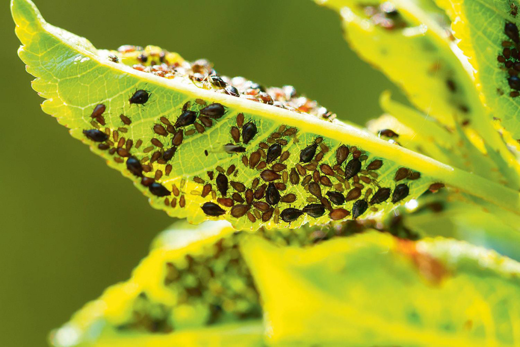 Вредность тли