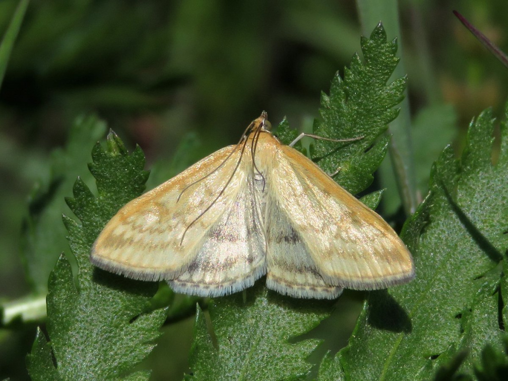 Вредоносность и экономический порог