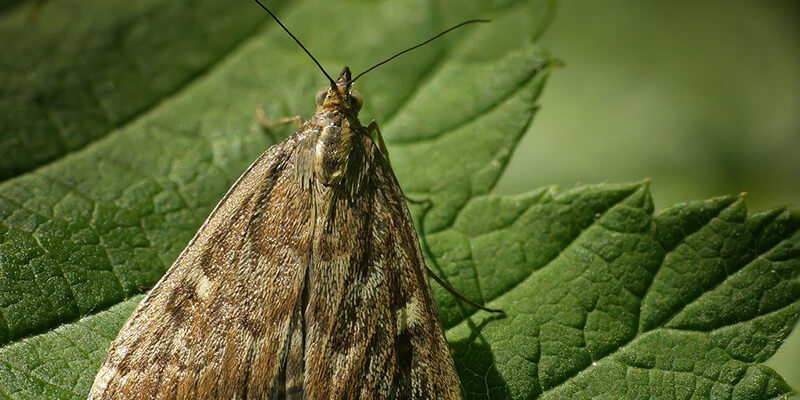 Морфология лугового мотылька