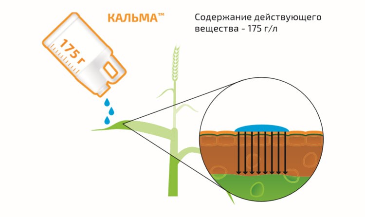 Механизм действия Кальма, КЭ