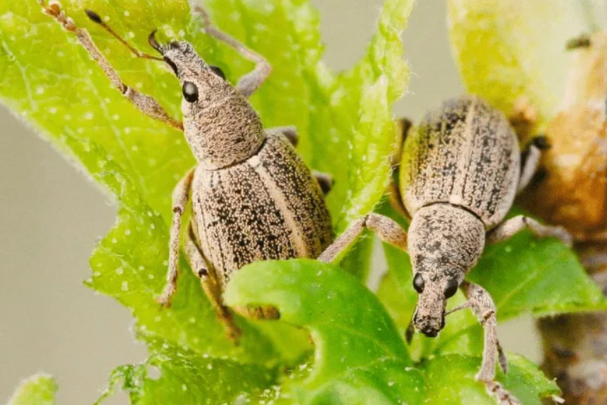 Яблонный цветоед Яблонный цветоед