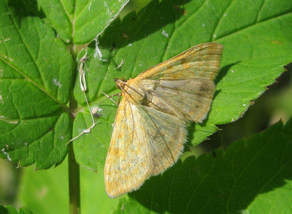 Особенности и масштабы распространения