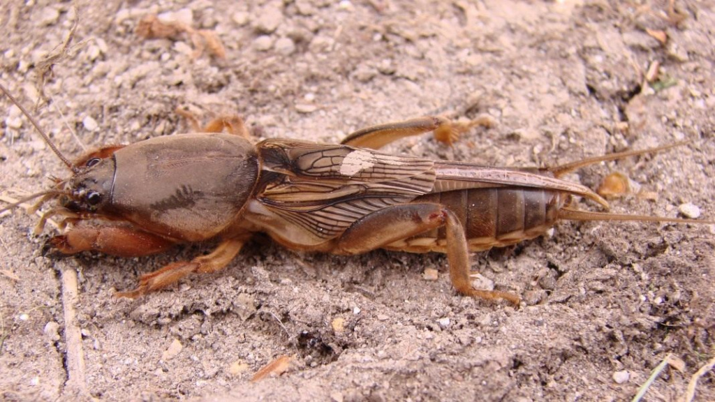 Медведка обыкновенная