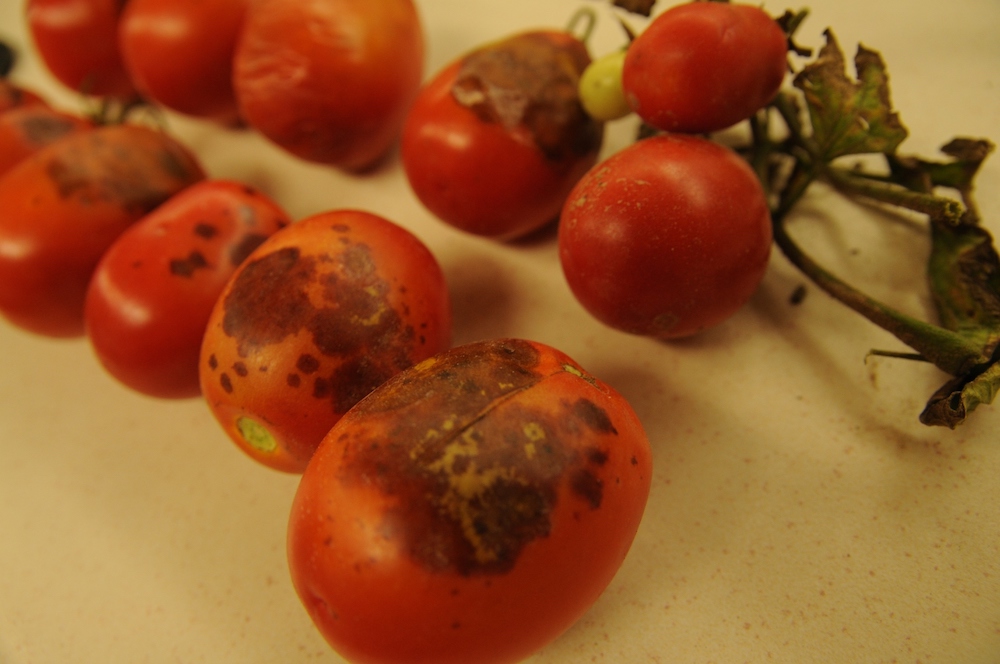 black-mold-tomato