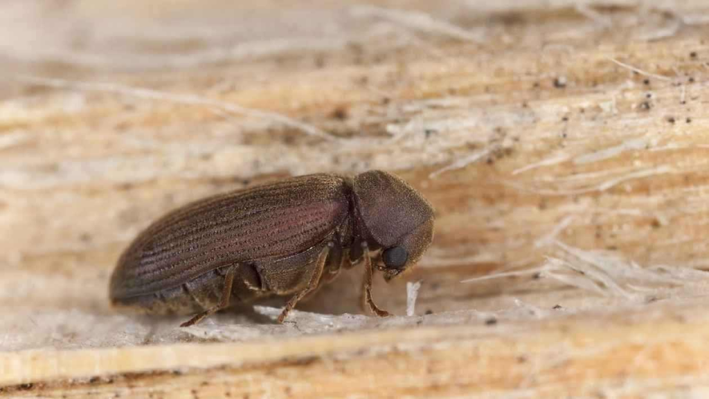 Семейство Древоточцы