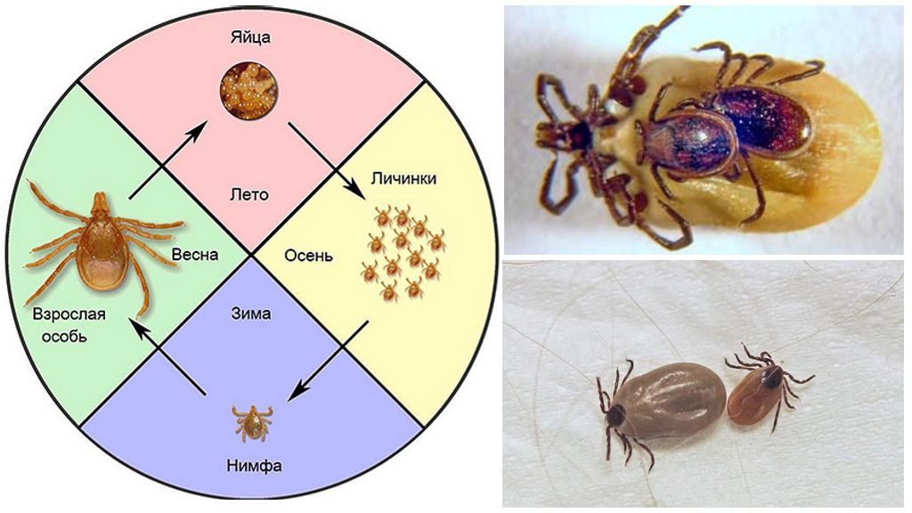 Развитие клещей