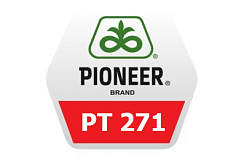 Семена рапса Pioneer  ПТ271