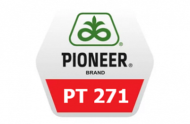 Семена рапса Pioneer  ПТ271