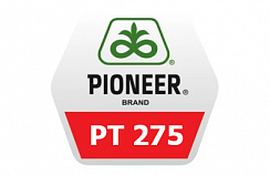 Семена рапса Pioneer ПТ275