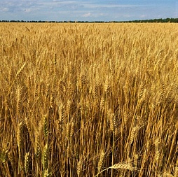 Десиканты