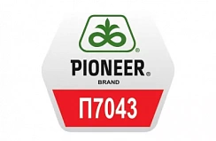Гибрид кукурузы Pioneer P7043