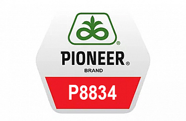 Гибрид кукурузы Pioneer П8834