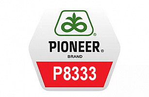 Гибрид кукурузы Pioneer П8333