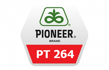 Семена рапса Pioneer  ПТ264